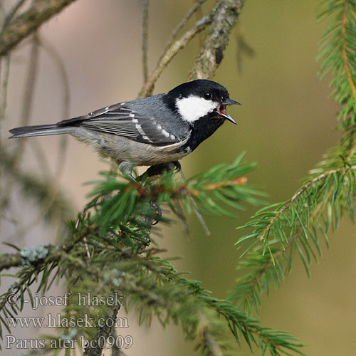 Parus ater bc0909