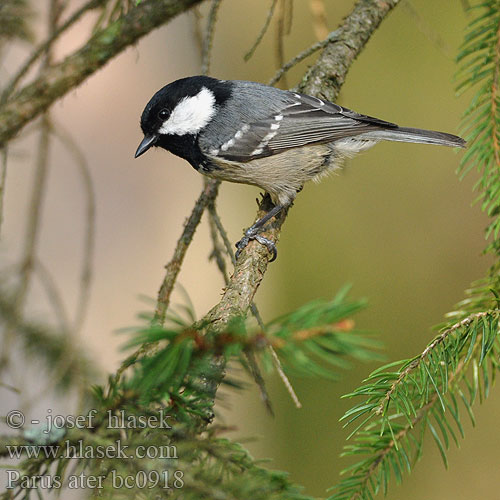 Parus ater bc0918