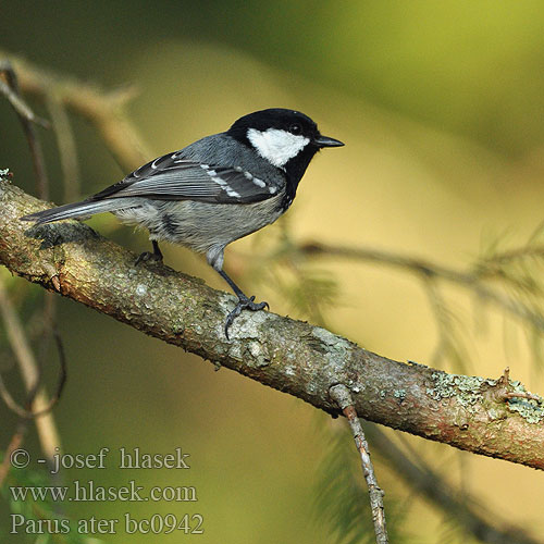 Parus ater bc0942