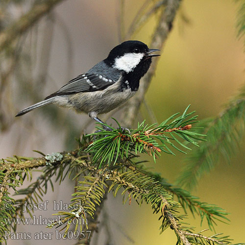 Parus ater bc0957