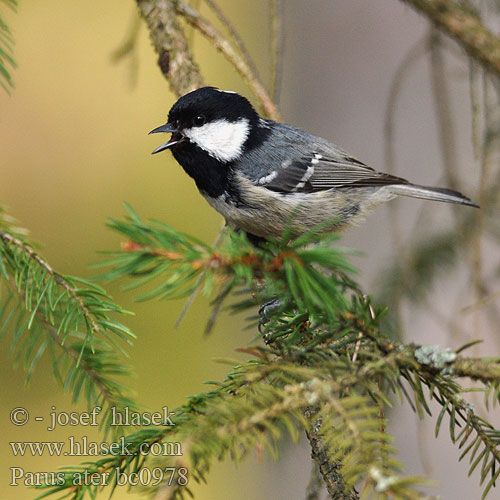 Parus ater bc0978