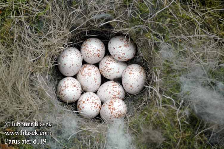 eggs nest Parus ater Coal Tit Sortmejse Kuusitiainen