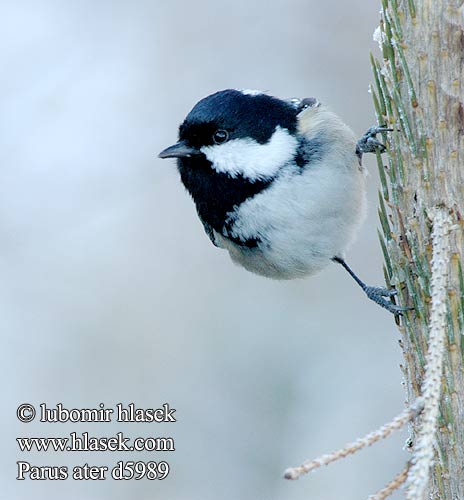 Parus ater d5989