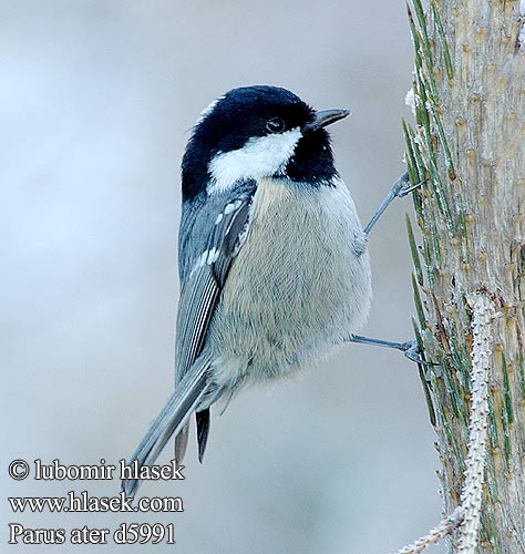 Parus ater d5991