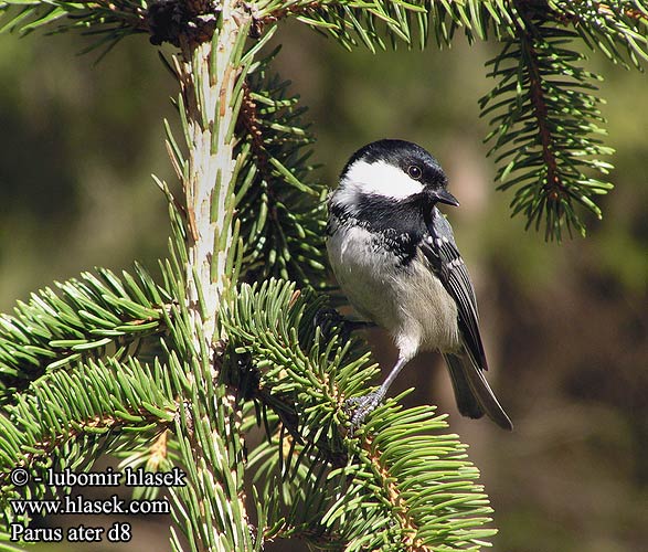 Çam baştankarası ירגזי שחור Parus ater