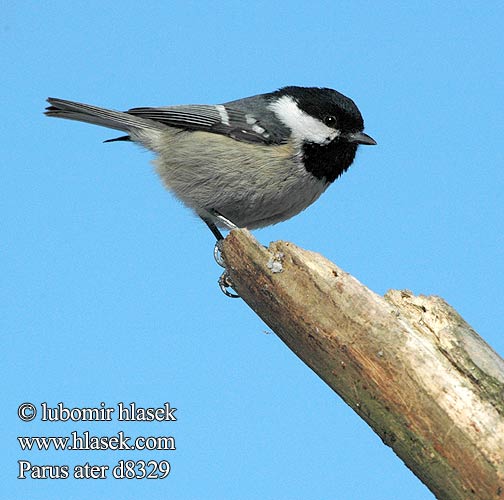 Parus ater d8329