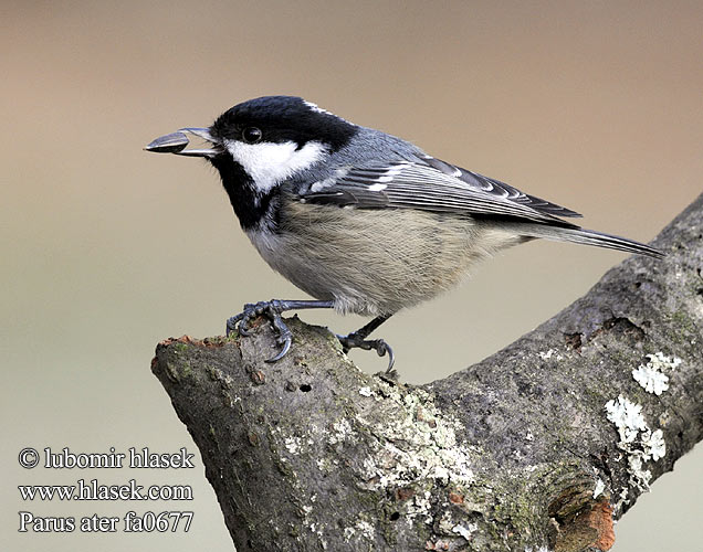 Parus ater fa0677