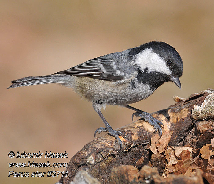 Periparus ater