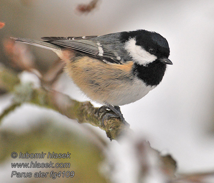 Periparus ater