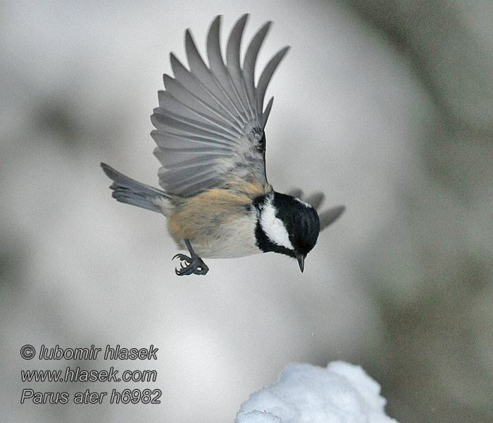 Periparus ater