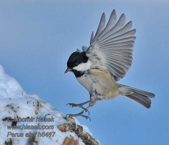 Periparus ater