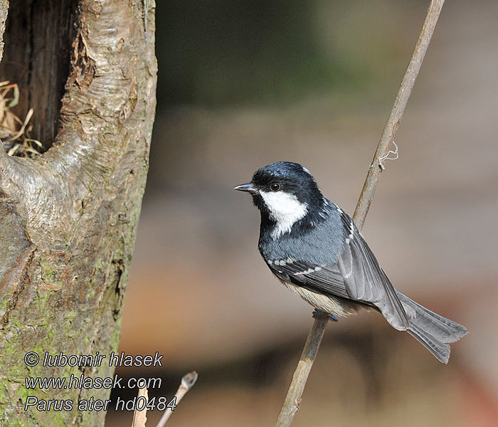 Periparus ater