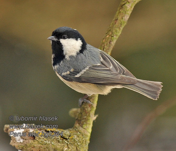 Periparus ater