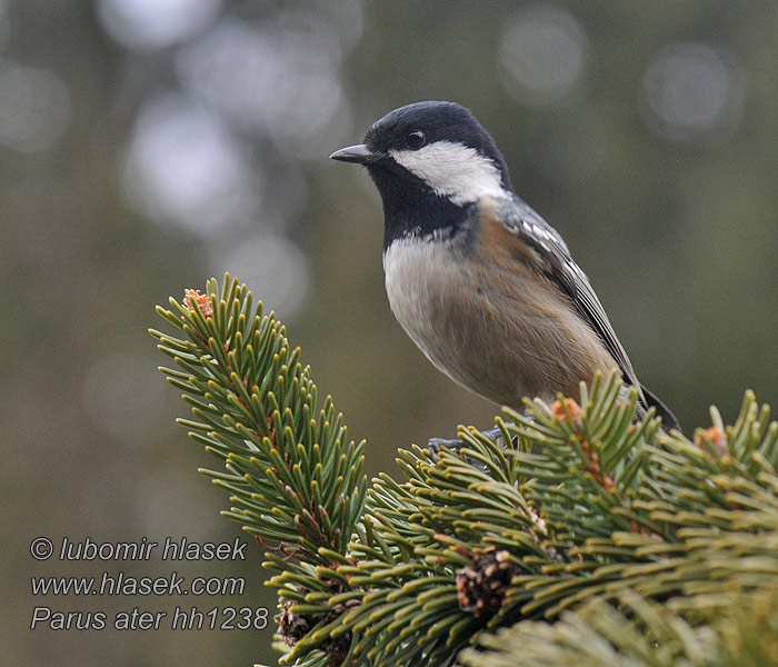 Periparus ater