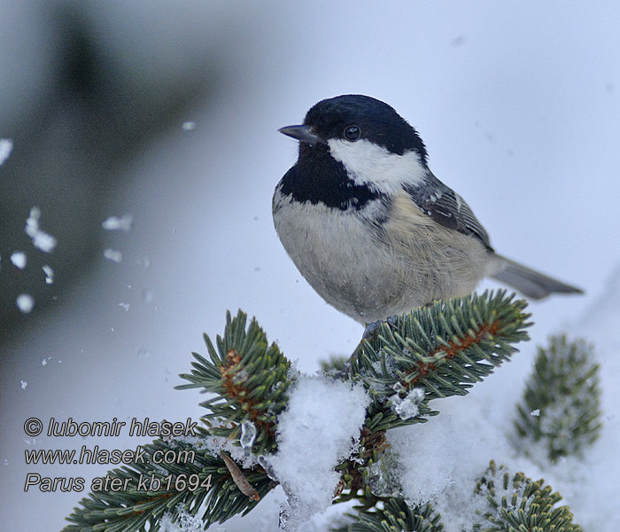 Periparus ater