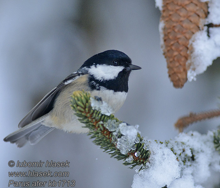 Periparus ater