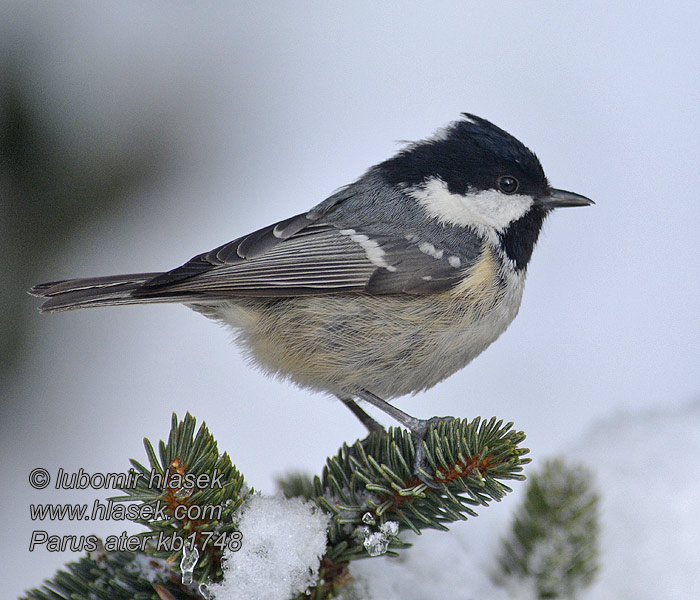 Periparus ater