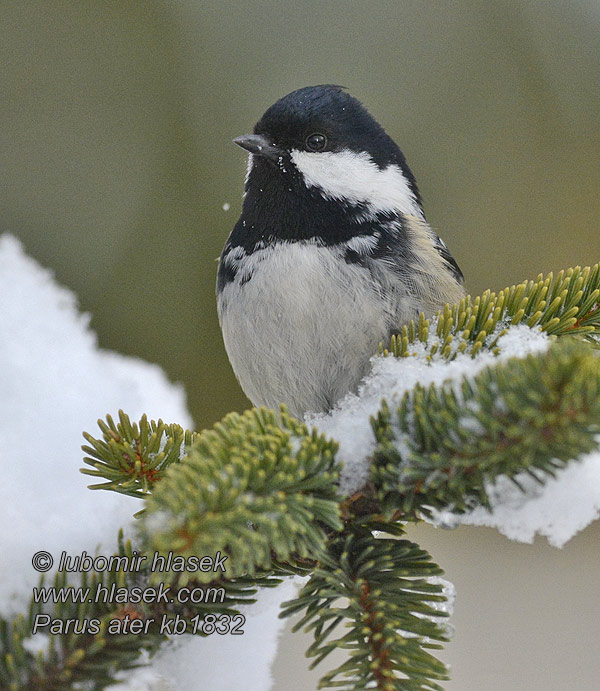 Periparus ater