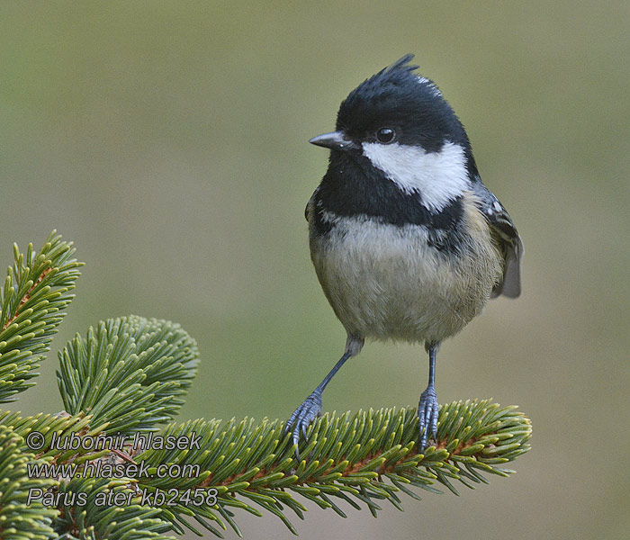 Periparus ater