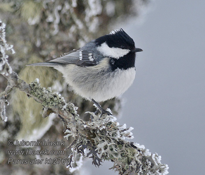 Periparus ater