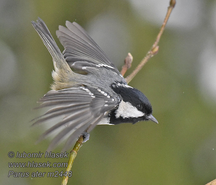 Periparus ater