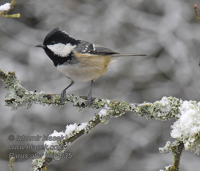 Çam baştankarası ירגזי שחור Periparus ater Parus