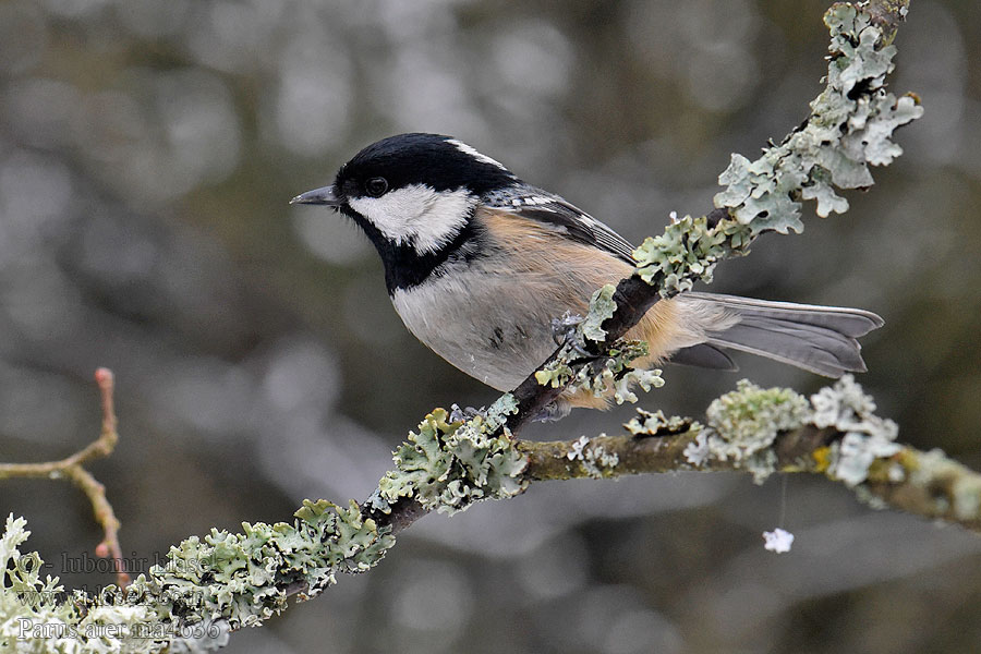 Parus ater