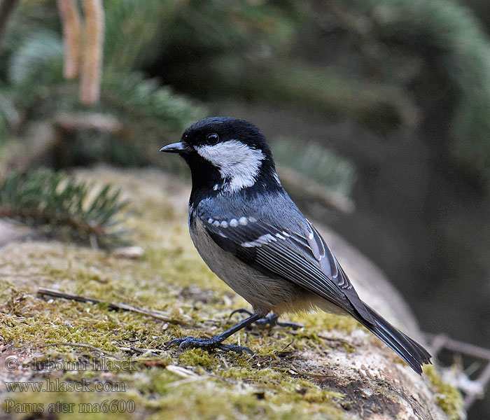 Parus ater