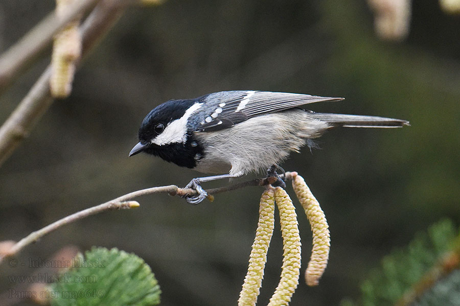 Parus ater