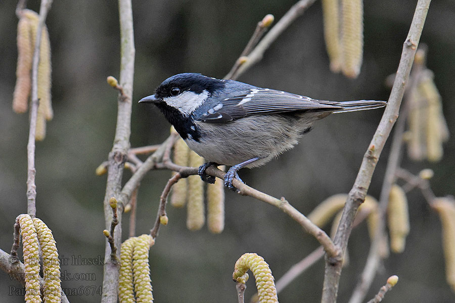 Parus ater