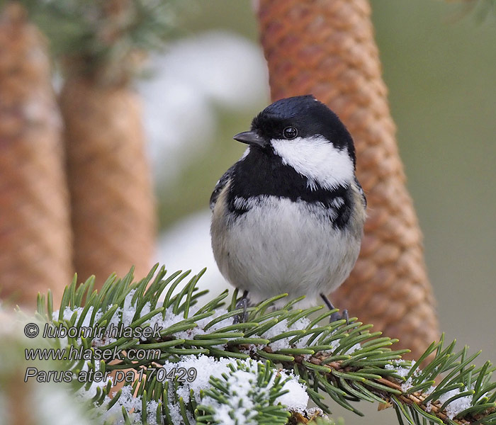 Ελατοπαπαδίτσα Chapim-preto Чорна синиця Periparus ater Parus