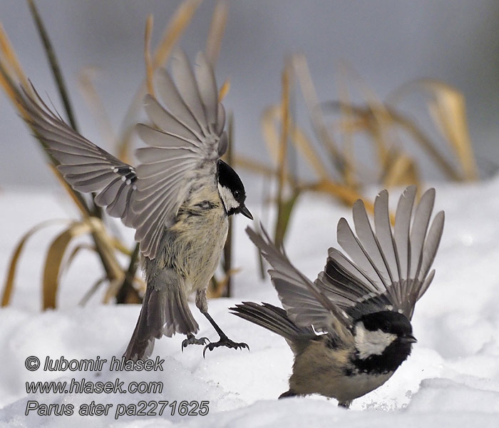 煤山雀 Московка ヒガラ 진박새 Periparus ater Parus