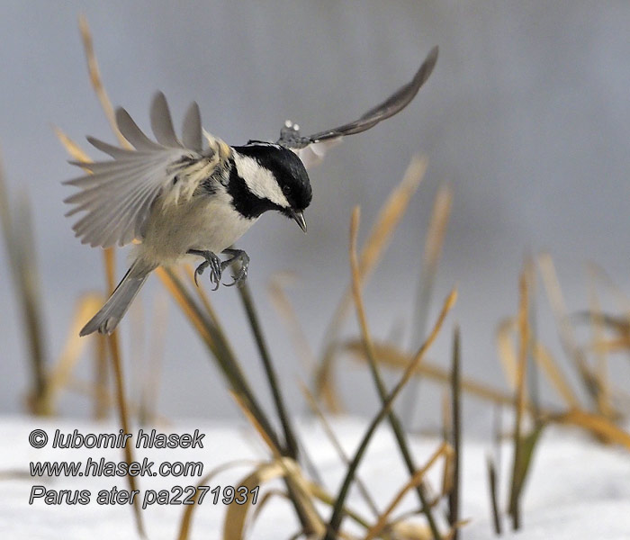 Carbonero garrapinos Svartmes Periparus ater Parus