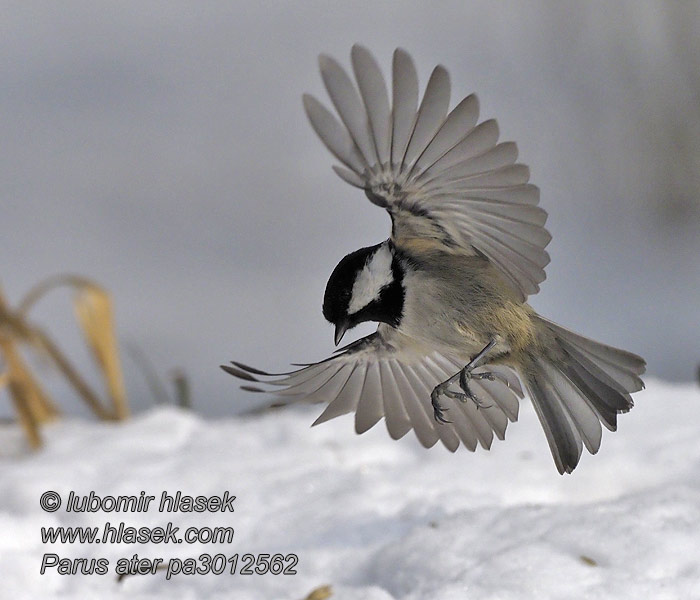 Sýkora uhelníček Periparus ater Parus