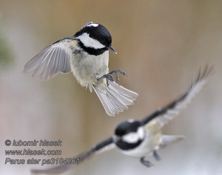 Sikora sosnówka Sýkorka uhliarka Periparus ater Parus