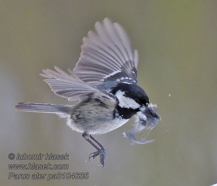 Cincia mora Fenyvescinege Tannenmeise Periparus ater Parus