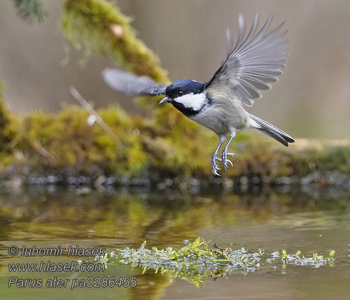 Mésange noire Zwarte mees Periparus ater Parus