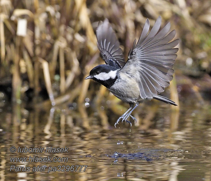 Coal Tit Sortmejse Kuusitiainen Periparus ater Parus