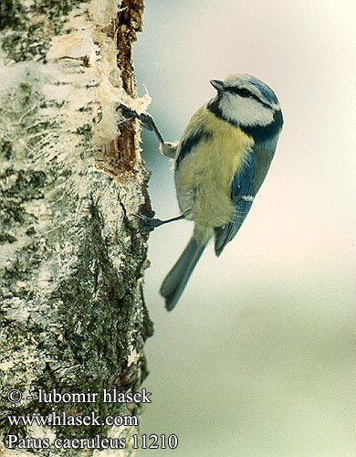 Parus caeruleus Blue Tit Blaumeise Mésange bleue Herrerillo