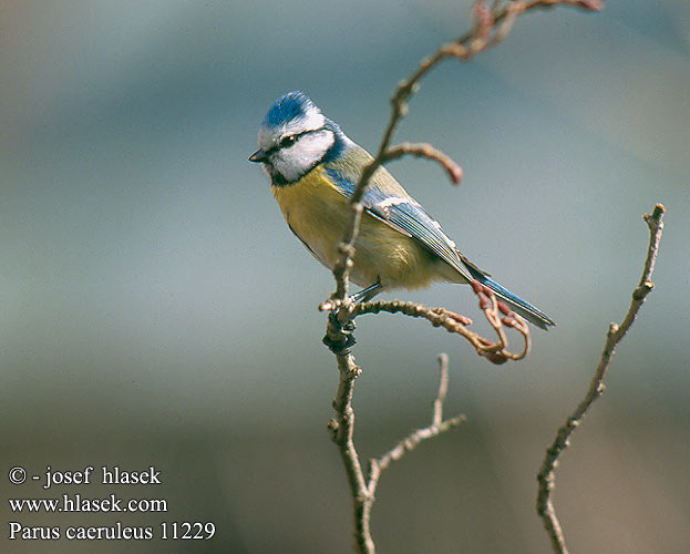 Parus caeruleus 11229