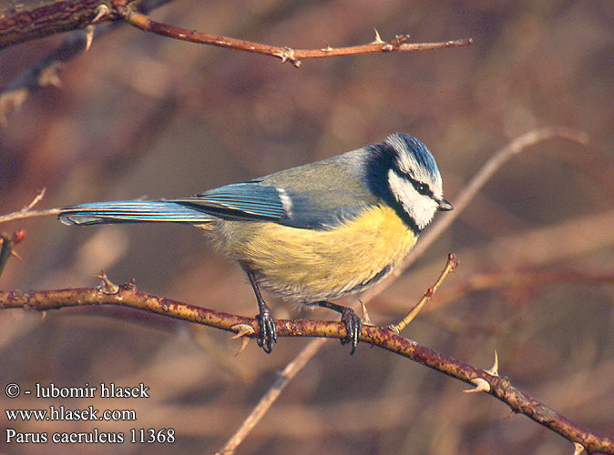 Parus caeruleus 11368