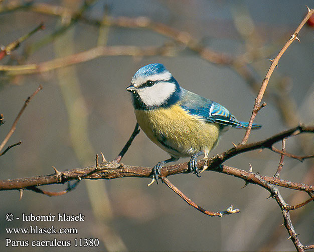 Parus caeruleus 11380