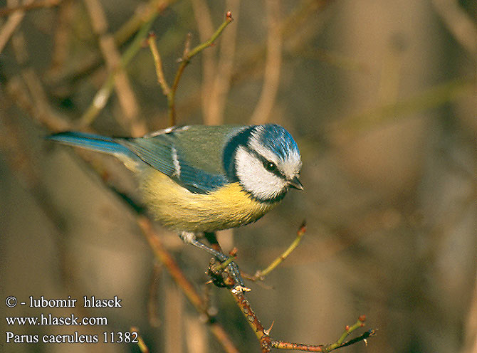 Parus caeruleus 11382