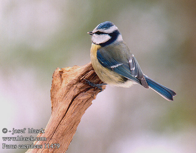 Zilzilite Sinitihane Parus caeruleus Blue Tit Blaumeise