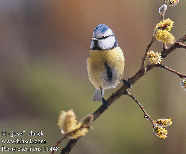 Mésange bleue Herrerillo Común Sýkora modřinka