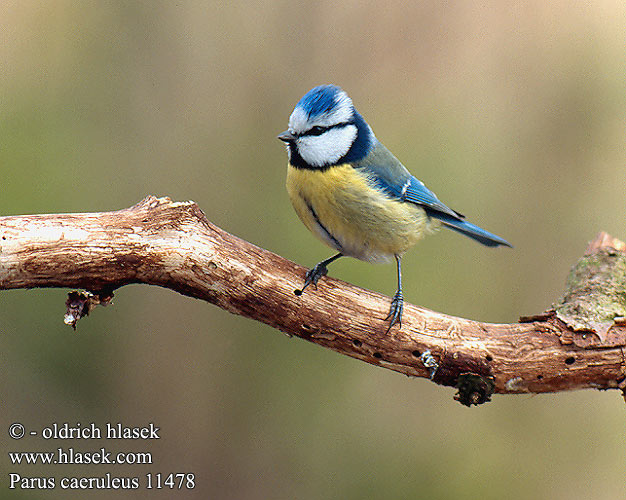 Parus caeruleus 11478