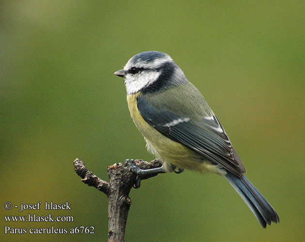 Parus caeruleus a6762