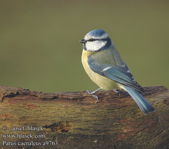 Parus caeruleus a9763