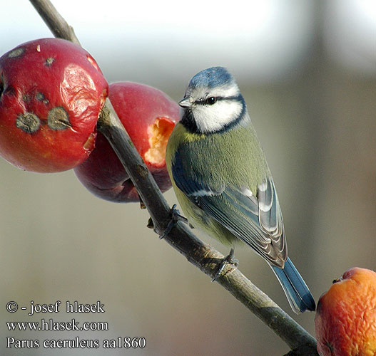 Parus caeruleus aa1860