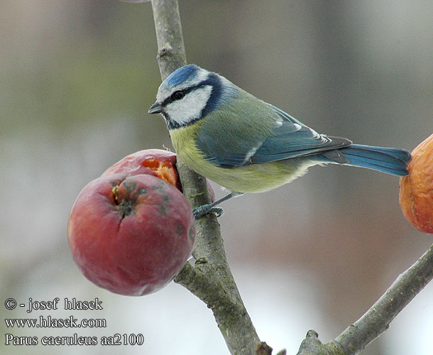 Parus caeruleus aa2100